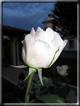 foto Rose